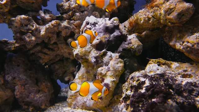 False clown anemonefish or nemo Amphiprion ocellaris