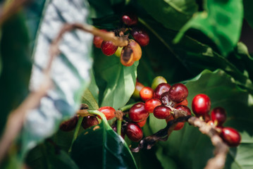 Arabicas Coffee Tree on Coffee tree