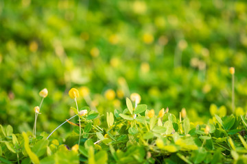 Real green grass background.