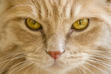 Fototapeta premium Cat Portrait