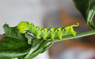 Гусеница бражника мертвая голова