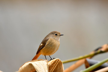 ジョウビタキ　メス