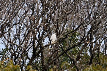 オオタカの休憩