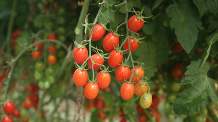 Tomatoes