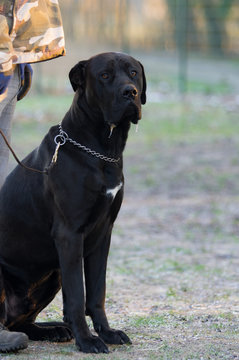 Saupacker Hund in Schwarz 