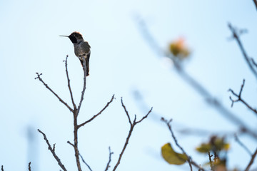 Small Bird