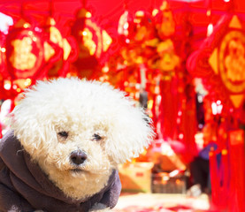 Happy New Year of the Dog