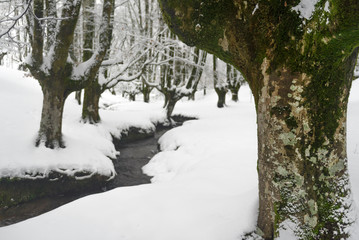 Otzarreta beech forest in winter, Gorbea Natural Park, Vizcaya, Spain