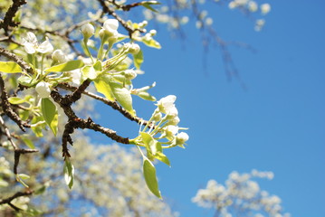 Карачаево-Черкесия