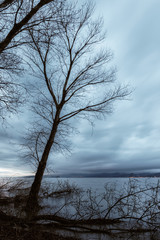 Skeletal and fallen trees on a lake shore, beneath a moody sky