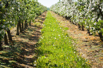 Fototapeta na wymiar Blooming apple trees at spring