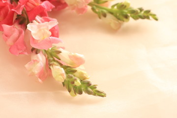 Fototapeta na wymiar pink and white flower with copy space