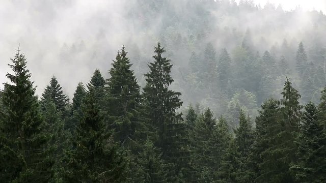 pine tree mountain forest in the fog
