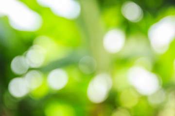 Abstract bokeh and blurred green nature background