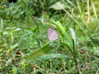 A tiny butterfly
