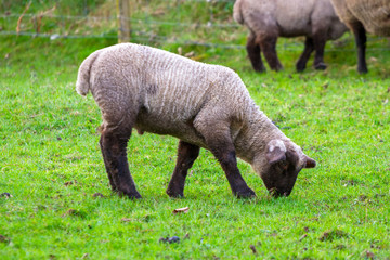 Obraz na płótnie Canvas Baby lamb on Irish meadow