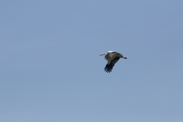 Cigogne en vol