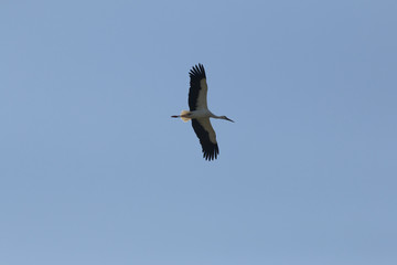 Cigogne en vol