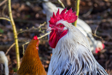 Rooster and hens on the farm