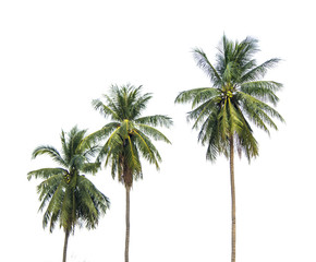 A row of three coconut trees next to each other. Isolated on white background.