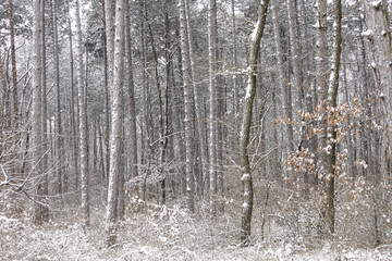winter wonderlands, snow covered forest 