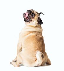 male pug dog isolated on white