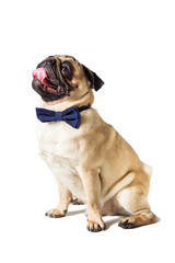 Obraz premium pug dog with blew bow tie
