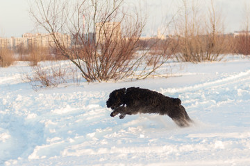 black riesenschnauzer dog on a walk on winter snowy day