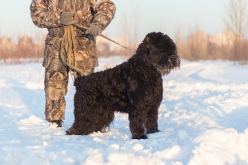 black riesenschnauzer dog with his master on a walk on winter snowy day