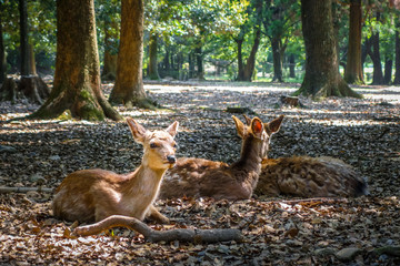 Sika deers Nara Park forest, Japan
