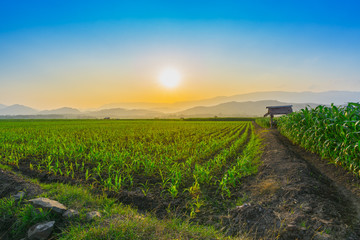 Fototapeta na wymiar Landscape of young green corn field at Thailand agricultural garden and light shines sunset in the evening
