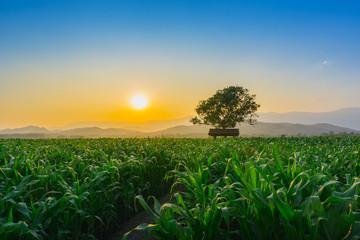 Landscape of young green corn field at Thailand agricultural garden and light shines sunset in the evening