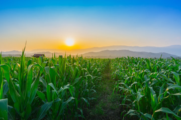 Fototapeta premium Landscape of young green corn field at Thailand agricultural garden and light shines sunset in the evening