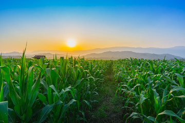 Landscape of young green corn field at Thailand agricultural garden and light shines sunset in the evening