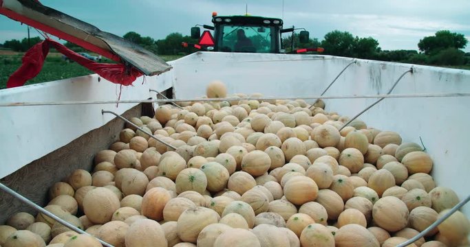 Cantaloupe melons in hopper