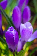 Purple crocus flowers in the spring time