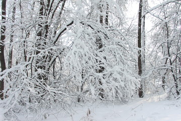 Magnificent winter frosty landscape for background splash  The beauty of the winter forest in Russia, this is not sand in the desert.