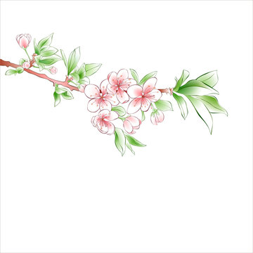 Cherry branch blossom on white background. Pink flowers. Spring design
