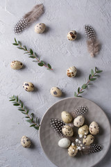 Happy Easter  or spring greeting card pattern. made of quail eggs and leaf sprigs of eucalyptus. On a gray concrete background. Flat lay