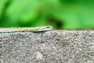 《爬虫類》アオダイショウ　蛇