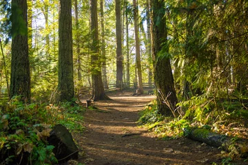 Abwaschbare Fototapete Bäume Sonnenstrahlen, die durch das Laub des Waldes in einem Provinzpark von Vancouver Island filtern