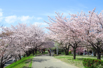Fototapeta premium 満開の桜並木