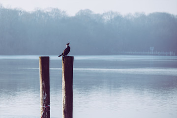 Bird sitting on a stake on a winter morning