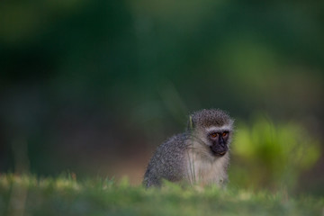 cute baby monkey
