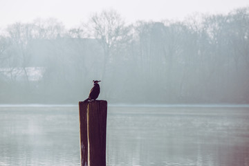 Bird sitting on a stake in the winter
