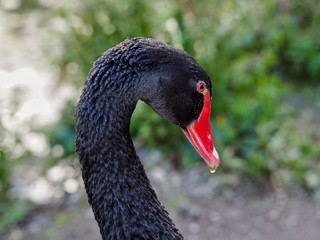 Fototapeta premium Black Swan
