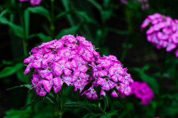 Pink phlox flower on a flowerbed in garden