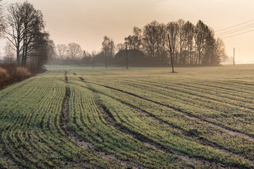 Misty and wet morning in countryside.