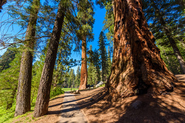 Beautiful scenery on the Big Trees Trail in Sequoia National Park where are the biggest trees of the world, California. USA.