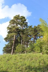 Fototapeta premium Kiefer - pine - Pinus silvestris - Südhang